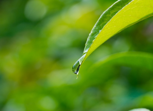 tropfen-blatt-browatech-original